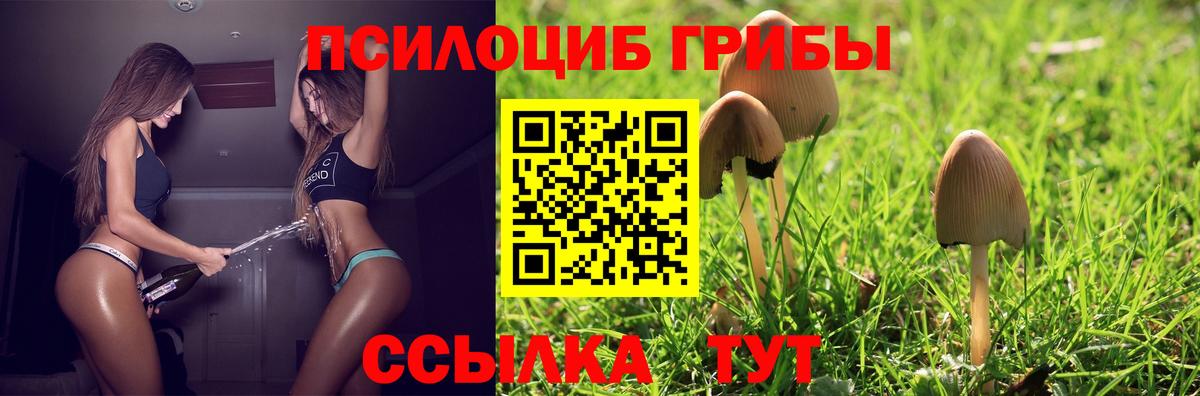 Шарыпово  Псилоцибиновые грибы Psilocybe  Вход с VPN 